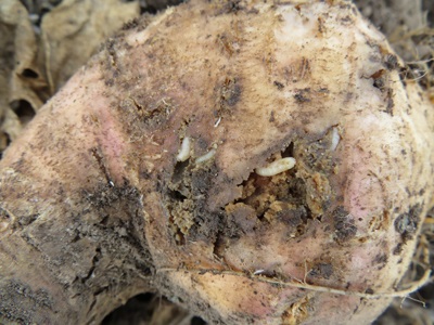Cabbage maggot feeding on rutabaga.