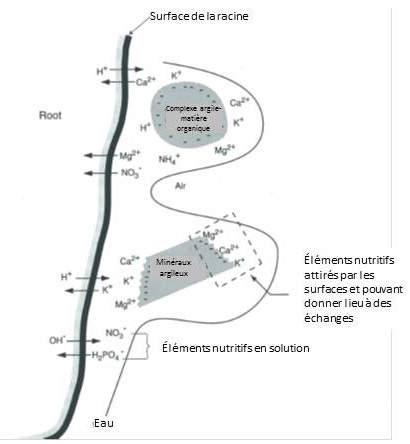 Échange de cations entre les racines des plantes, la solution de sol et les sites d'échanges ; potassium (K+), magnésium (Mg2+), calcium (Ca2+), hydrogène (H+), ammonium (NH4+), nitrate (NO3-), orthophosphate (H2PO4-).