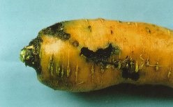 Feeding tunnels of the carrot weevil, formed mainly in the upper one-third of the root.