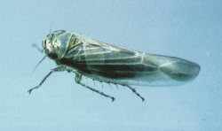 Adult aster leafhopper.