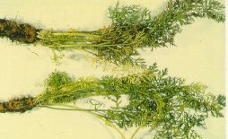 Aster yellows of carrot, with excessive yellow, twisted foliage and hairy roots.