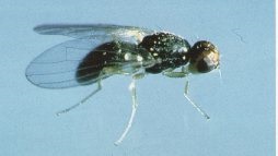 Adult carrot rust fly.