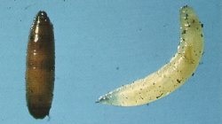 Pupa of carrot rust fly, left; larva, right.