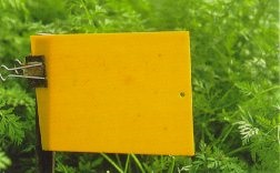 Rust fly on yellow sticky trap in carrot field.
