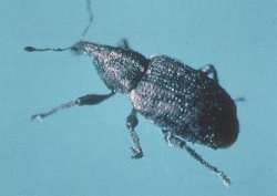 Adult carrot weevil.