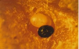 Cavity in carrot root containing weevil eggs.