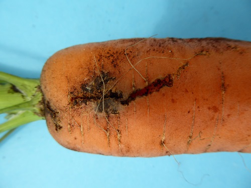 Carrot weevil damage.