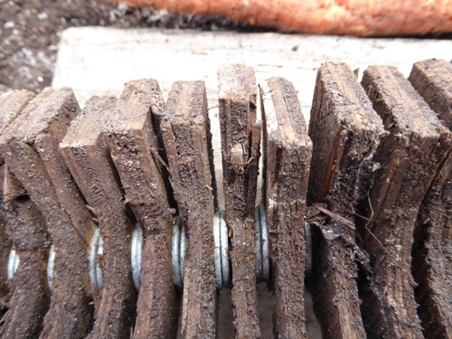 Two adult carrot weevils in a Boivin trap. A carrot piece attracts the adult weevils and the open slats provide optimal shelter for the carrot weevils to remain until counted.