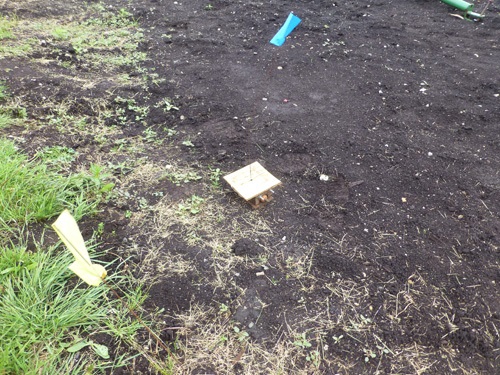 Boivin weevil trap placed at the border of a carrot field.