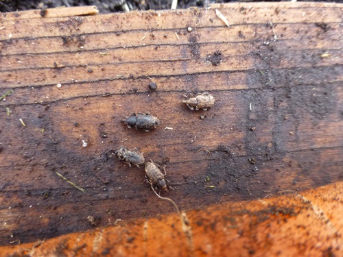 Carrot weevils in trap.
