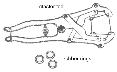 Elastrator tool used to apply rubber rings.
