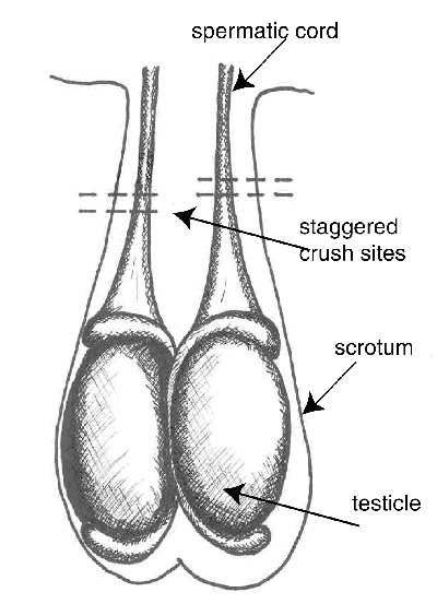 Burdizzo castration sites.