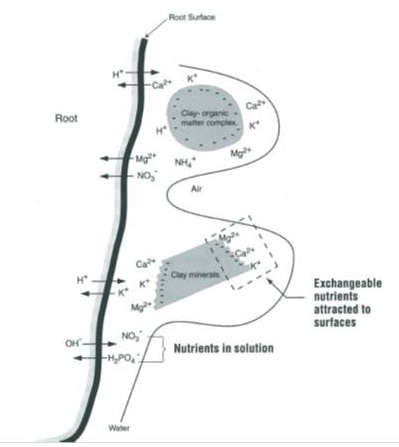 Cation exchange between the plant root, soil solution and exchangeable sites; potassium (K+), magnesium (Mg2+), calcium, (Ca2+), hydrogen (H+), ammonium (NH4+), nitrate (NO3-), orthophosphate (H2PO4-).