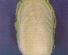 Head type of Chinese cabbage with outer leaves removed: Wong Bok.