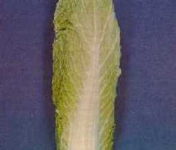 Head type of Chinese cabbage with outer leaves removed: Michihli.