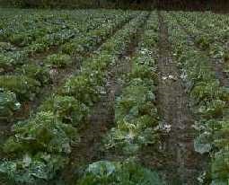 A typical field of Chinese cabbage planted on successive dates.