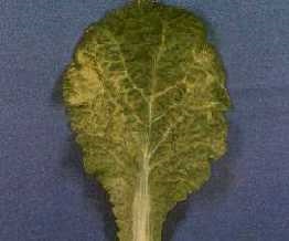 Turnip mosaic virus on Chinese cabbage. Note the characteristic mottled appearance of a single leaf.