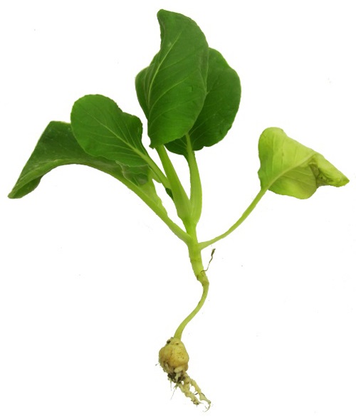 Stunted cabbage with severe clubroot, ten weeks after seeding.