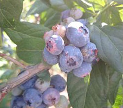 Cochenilles de Putnam sur le fruit.
