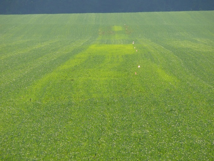 La présence d'azote assimilable dans des parcelles où des matières dont le pH est élevé ont été épandues par injection plutôt qu'en surface est manifeste dans ce champ d'avoine semé en culture de couverture.