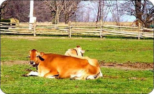 Vache jersiaise couchée dans la posture longue avec une patte antérieure étendue vers l’avant.