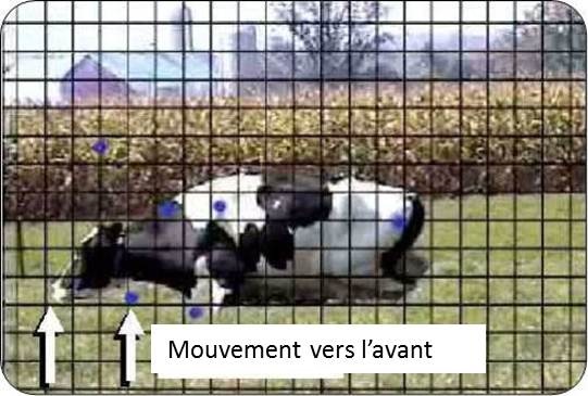 Le lever de l’animal s'accompagne d’un mouvement vers l’avant. Les flèches indiquent le mouvement qu'effectue le museau d’un animal au moment de se lever. Le lever s'accompagne aussi de mouvements de la tête vers le bas, puis vers le haut. L’animal fait également un pas vers l’avant d’environ 46 cm (18 po) avec une patte avant. La patte qui s'avance passe généralement par-dessus un obstacle de 10 cm (4 po); c'est ce qui permet d’établir la hauteur maximale d’une bordure d’arrêt.