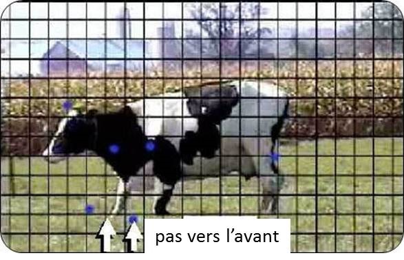 Le lever de l’animal s'accompagne d’un mouvement vers l’avant. Les flèches indiquent le mouvement qu'effectue le museau d’un animal au moment de se lever. Le lever s'accompagne aussi de mouvements de la tête vers le bas, puis vers le haut. L’animal fait également un pas vers l’avant d’environ 46 cm (18 po) avec une patte avant. La patte qui s'avance passe généralement par-dessus un obstacle de 10 cm (4 po); c'est ce qui permet d’établir la hauteur maximale d’une bordure d’arrêt.