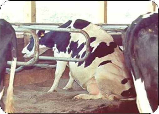 La vache de la photo est assise comme un chien et lorsqu'elle se lève à la manière d’un cheval, elle soulève d’abord la partie avant de son corps. Il arrive que la vache tienne la position assise en chien pendant plusieurs minutes avant de se lever. Ce comportement peut s'accompagner de plusieurs tentatives de se lever et de quelques beuglements.