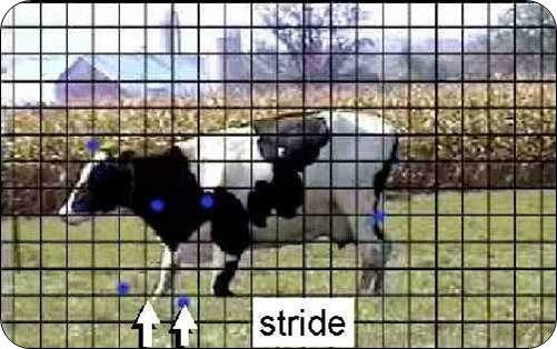 Rising motions include a forward lunge. The arrows show the distance the nose travels forward of the resting position.