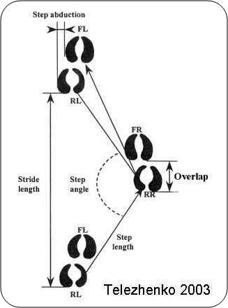  Claw prints of a cow show several components of walking — including stride, step, step angle, overlap and abduction.
