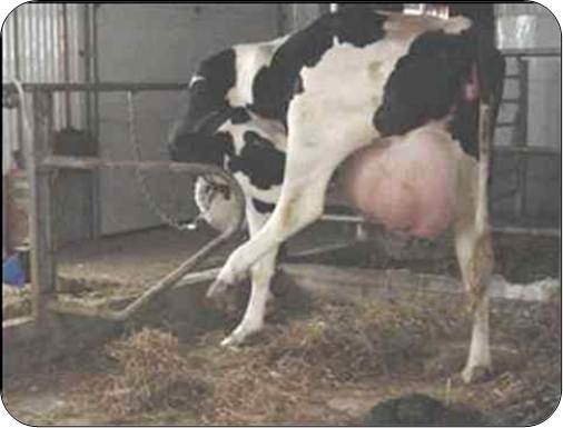Newer tie stalls allow cows to groom between their leg and udder. In this barn, the tie rail is 48 inches above the bed and the tie chain extends to the top of the manger curb. This 60-inch-wide stall is used for cows prior to and after calving. It provides space for several normal resting positions and grooming behaviour.