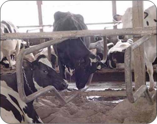 Stereotypic Behaviour in Dairy Animals and its Implications for