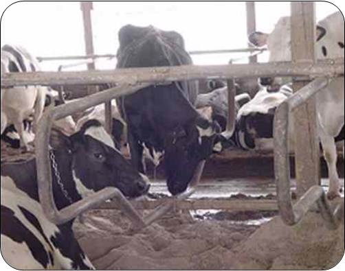 The black cow showed repetitive bouts of pressing her nose into the steel lower pipe of the loop or the transverse pipe for mounting the loop. Her bouts of nose- pressing behaviour varied in duration from a few seconds to several minutes and with several episodes of about 30 minutes throughout the day.