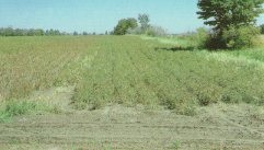 À gauche, dégâts graves subis par le cultivar sensible après exposition à la pollution de l'air à la fin d'août. À droite, cultivar résistant qui a été défané chimiquement.