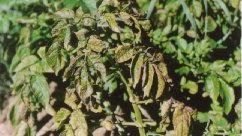 La pollution de l'air peut aussi provoquer le bronzage des plantes.