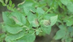 Mildiou: taches foliaires brunes ou noires souvent auréolées de jaune pâle. On remarque parfois des amas duveteux de spores à la face inférieure des feuilles encore couvertes de rosée.