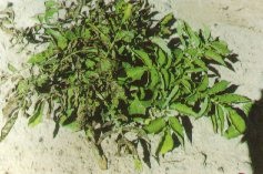 Grave dépérissement de la bordure des feuilles et enroulement des feuilles (le plant de droite, non mûr, n'est pas sensible).