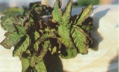 Brûlure grave du cultivar Atlantic.
