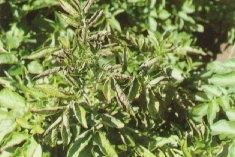 Roussissement de la partie supérieure et enroulement des feuilles, caractéristiques des dégâts causés par la pollution de l'air.