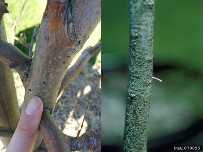 L'infestation par des scolytes du bois peut se manifester par des orifices d'entrée de 1 mm de diamètre dont s'écoule souvent de la sève, et par la présence de sciure en forme de cure-dents sortant des trous qui ont été percés.