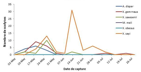 District 4 — Échantillons de scolytes du bois recueillis dans deux vergers dotés de deux pièges chacun (n= 4) pendant 13 semaines.