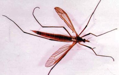 Photo of European crane fly adult, roughly 2 cm in length, showing the two transparent wings and six long, spindly legs.