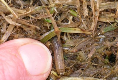 A close-up of a leatherjacket larva on top of thatch in a patch of grass. The leatherjacket is a greenish-grey legless larva, roughly 1.5 cm in length.