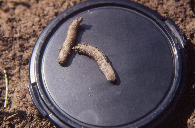 A close-up of two European crane fly pupae photographed on a camera-lens cover background showing the 3-4 cm long brown pupae.