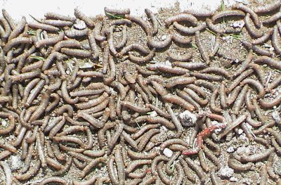 Large numbers of dead leatherjackets that have been washed out of the lawn on to the road have collected along the curb after a storm in the spring.