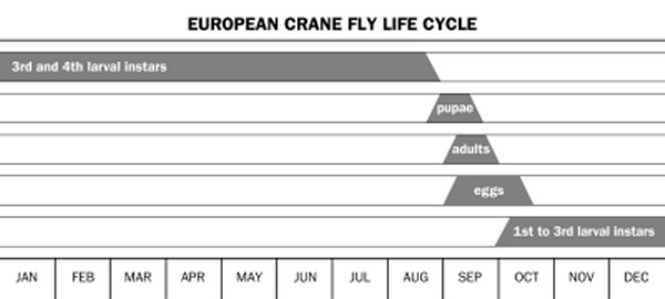 Illustration of European crane fly life cycle showing the time of year when each of the life stages is found.