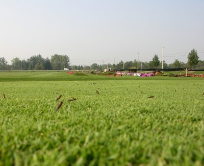 A photo taken close to the turf surface showing large numbers of empty pupal casings on closely mowed turf.