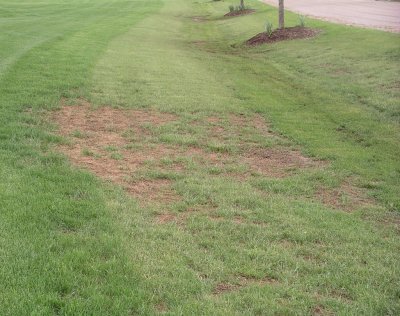 A low, poorly drained area of turf that has thin areas and dead patches caused by leatherjacket feeding in the spring.