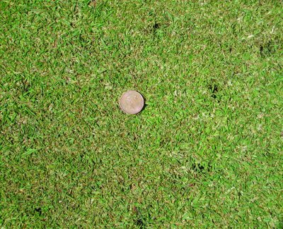 A close-up of a golf green with small holes caused by starlings pecking for leatherjackets.