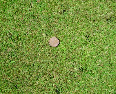 A close-up of a golf green with small holes caused by starlings pecking for leatherjackets.